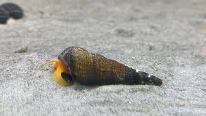 Sulawesi slakken, Dieren en Toebehoren, Slak of Weekdier