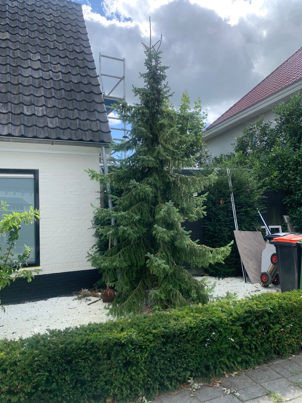 Kerstboom gratis ophalen 4,5 meter hoog, Tuin en Terras, Planten | Bomen, Ophalen of Verzenden, Volle zon, Overige soorten