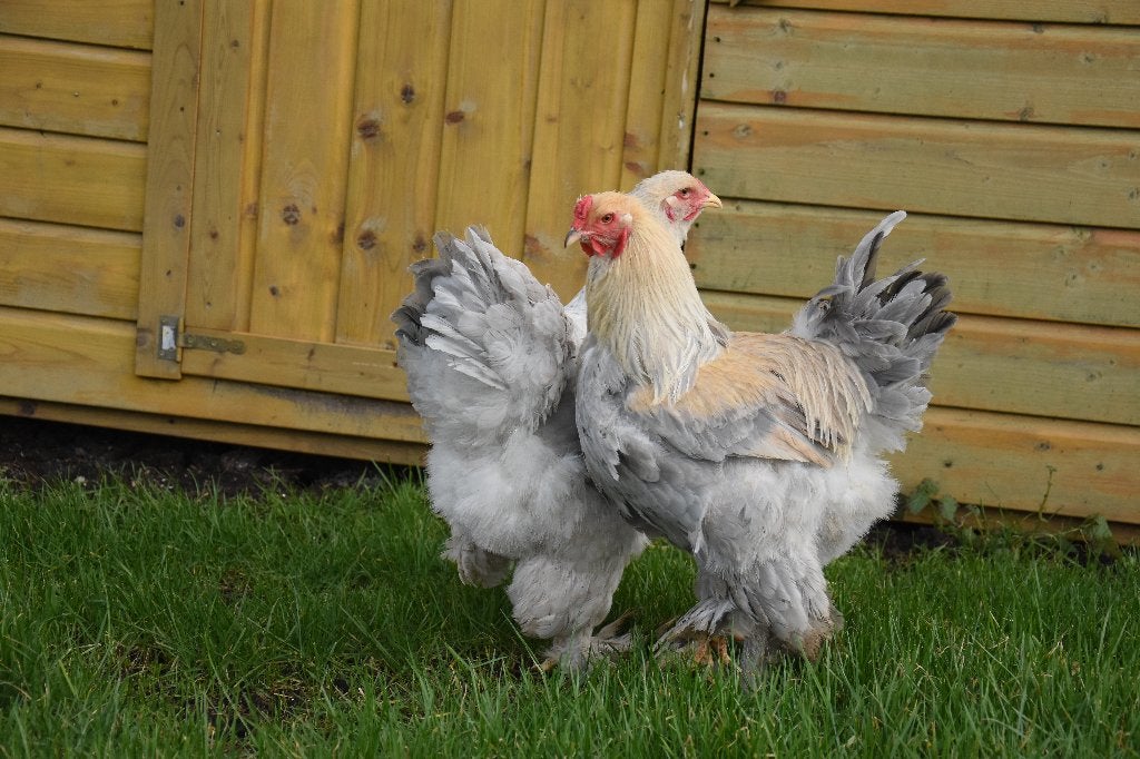 Brahma groot | Tamme grote kippen | Passend advies, Vrouwelijk, Kip
