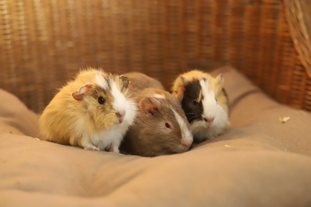 Cavia's | veel keuze | Beertjes en Zeugjes | Gezonde dieren, Dieren en Toebehoren, Mei, Meerdere dieren, Cavia