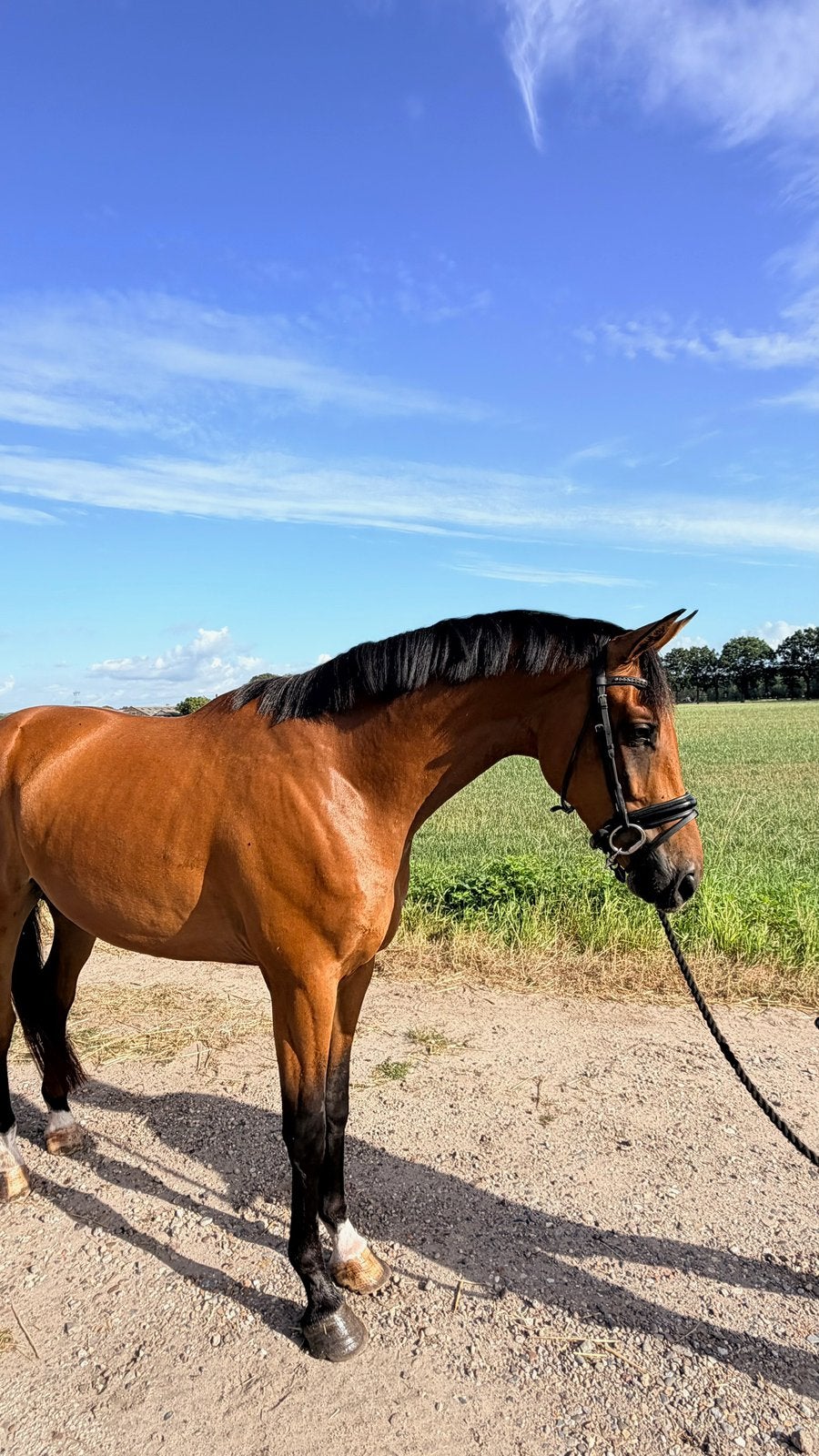 Dressuurpaarden te koop – ruin, fokmerrie & veulen, Dieren en Toebehoren, Met stamboom, Niet van toepassing, Dressuurpaard, 170 tot 175 cm