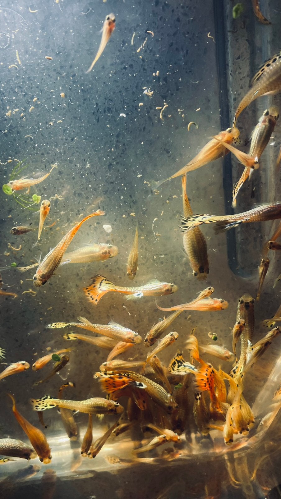 Guppen en guppy’s, Vis, Zoetwatervis