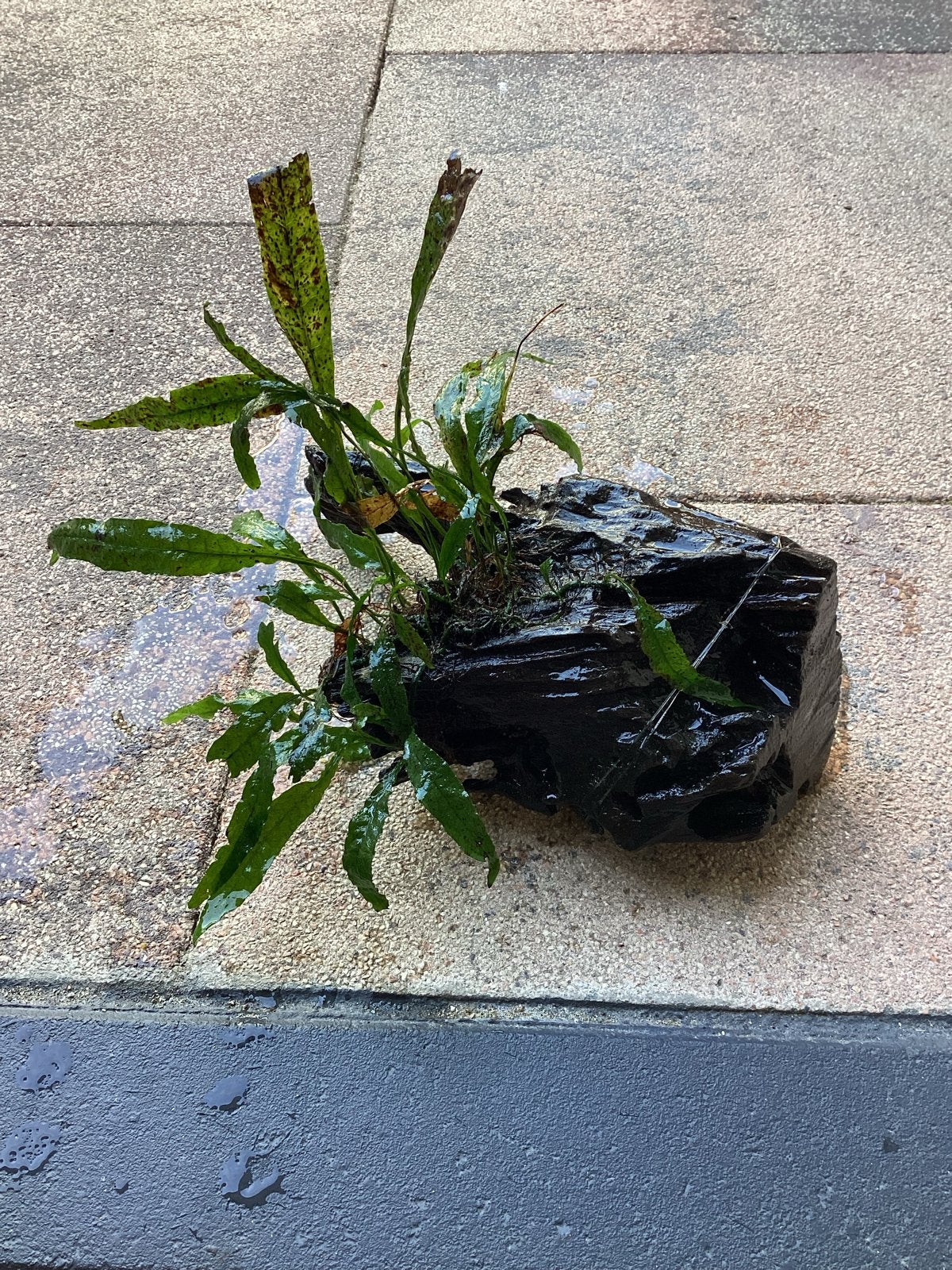 Kienhout met plant, Dieren en Toebehoren