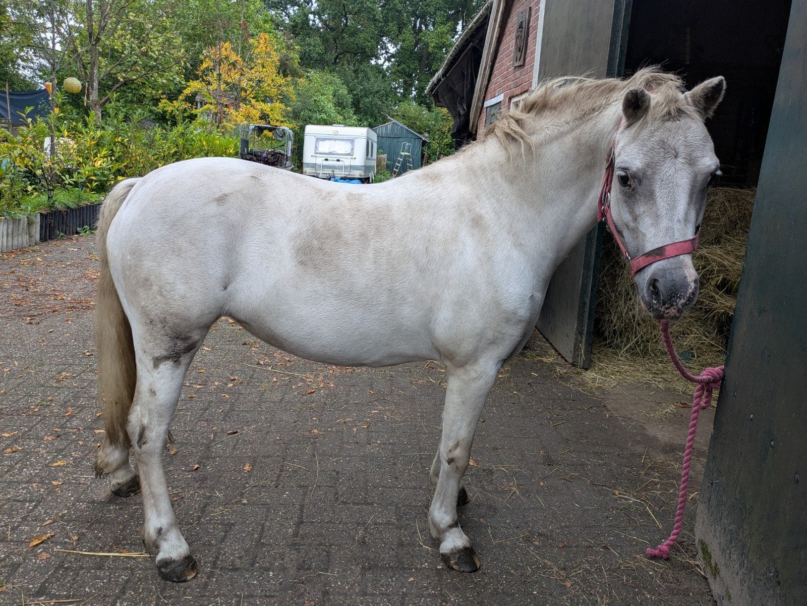 welsh pony, Dieren en Toebehoren, Zadelmak, A pony (tot 1.17m), 3 tot 6 jaar, Recreatiepony