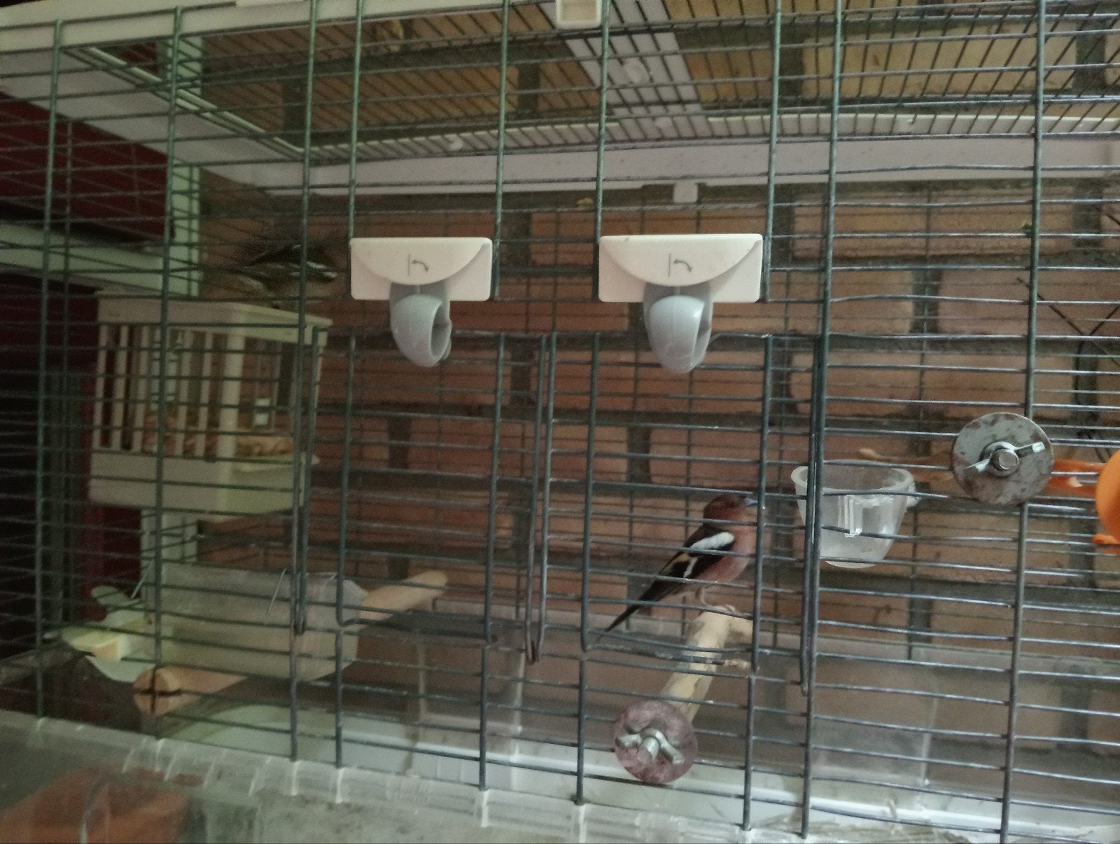 Koppel vinken, Meerdere dieren, Wildzangvogel, Geringd