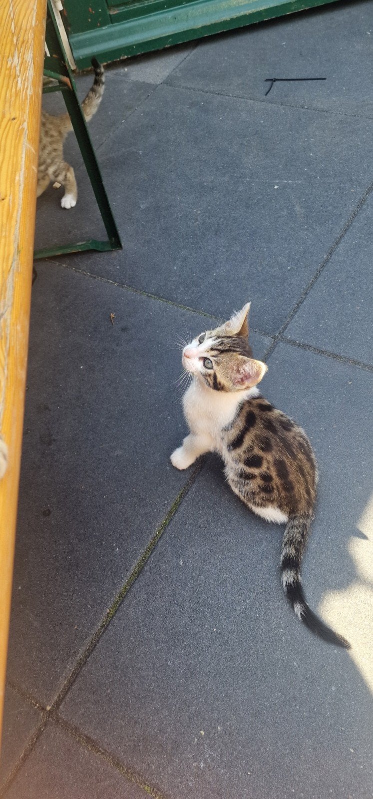 Bengaalse kittens mogen na nieuw huisje, Dieren en Toebehoren, Katten en Kittens | Raskatten | Korthaar, Meerdere dieren