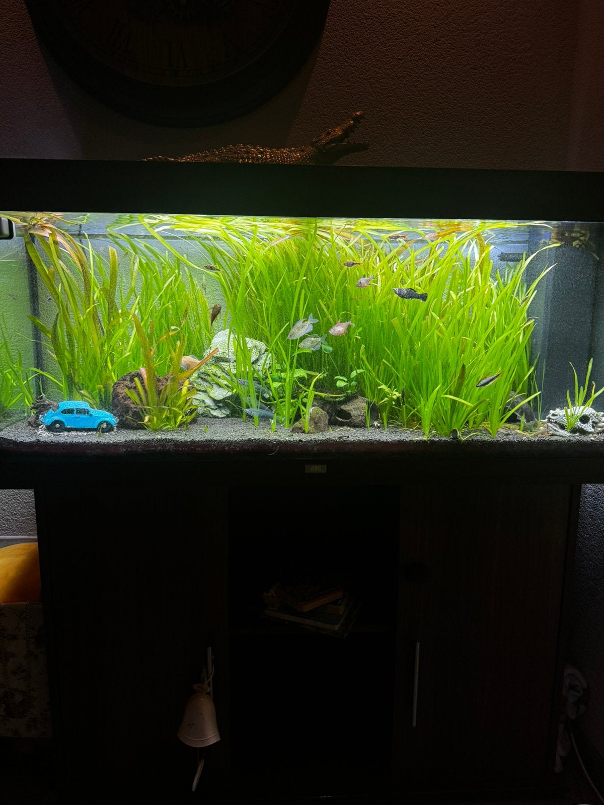 Juwel 240, Ophalen, Gebruikt, Gevuld zoetwateraquarium, Inclusief vissen
