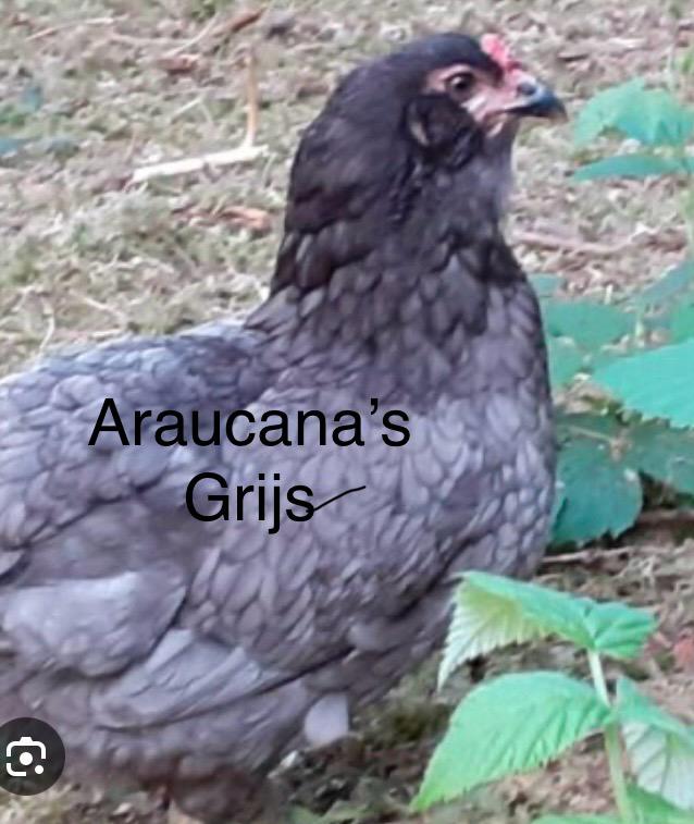 Kriel kippen, zilverhals Vorwerk Araucana, Dieren en Toebehoren, Pluimvee, Vrouwelijk, Kip