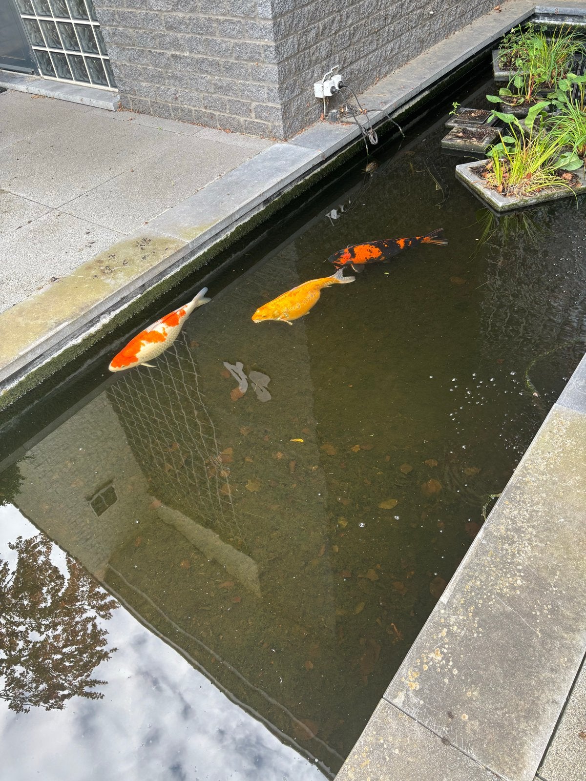 Koi + steur, Steur
