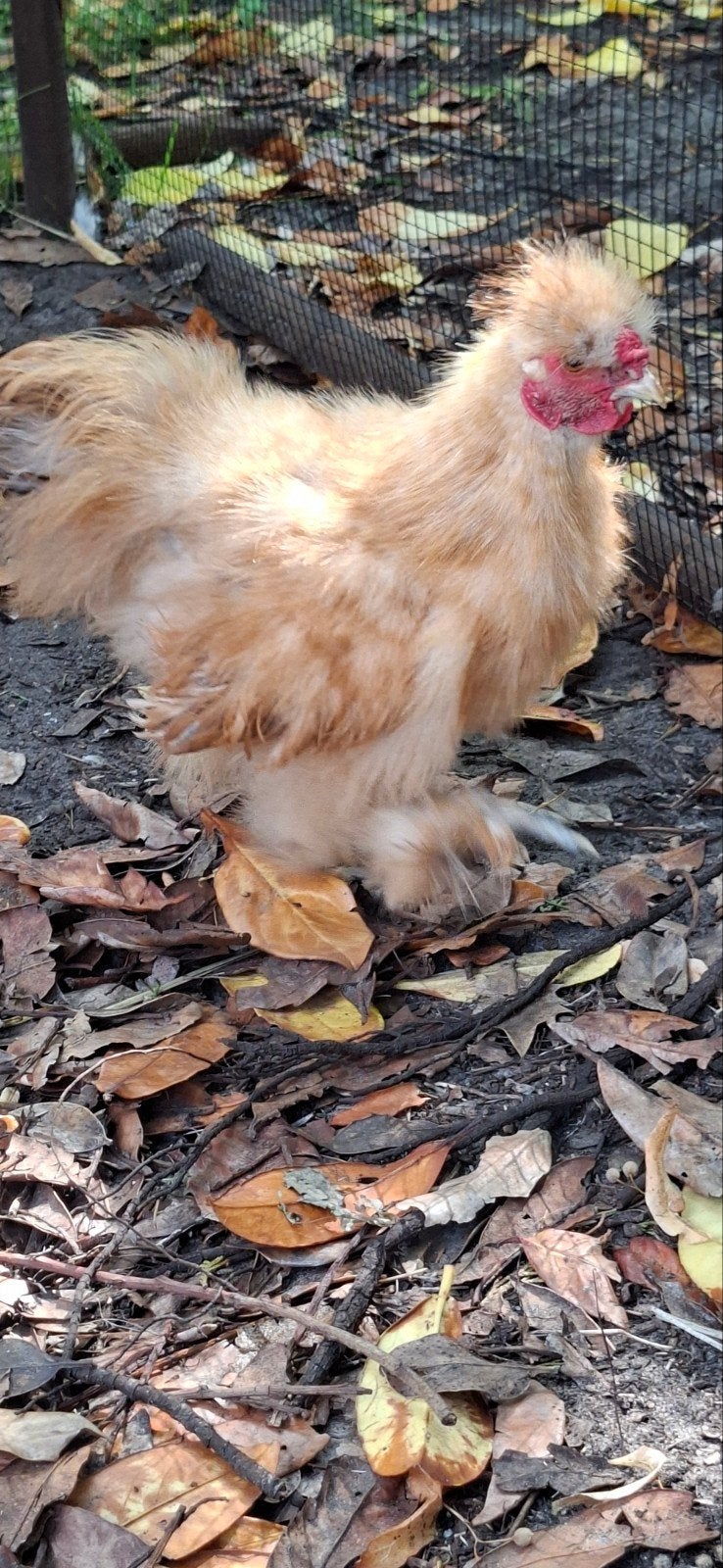 Zijdehoenkriel haan zoekt nieuwe tuin, Dieren en Toebehoren, Mannelijk, Kip