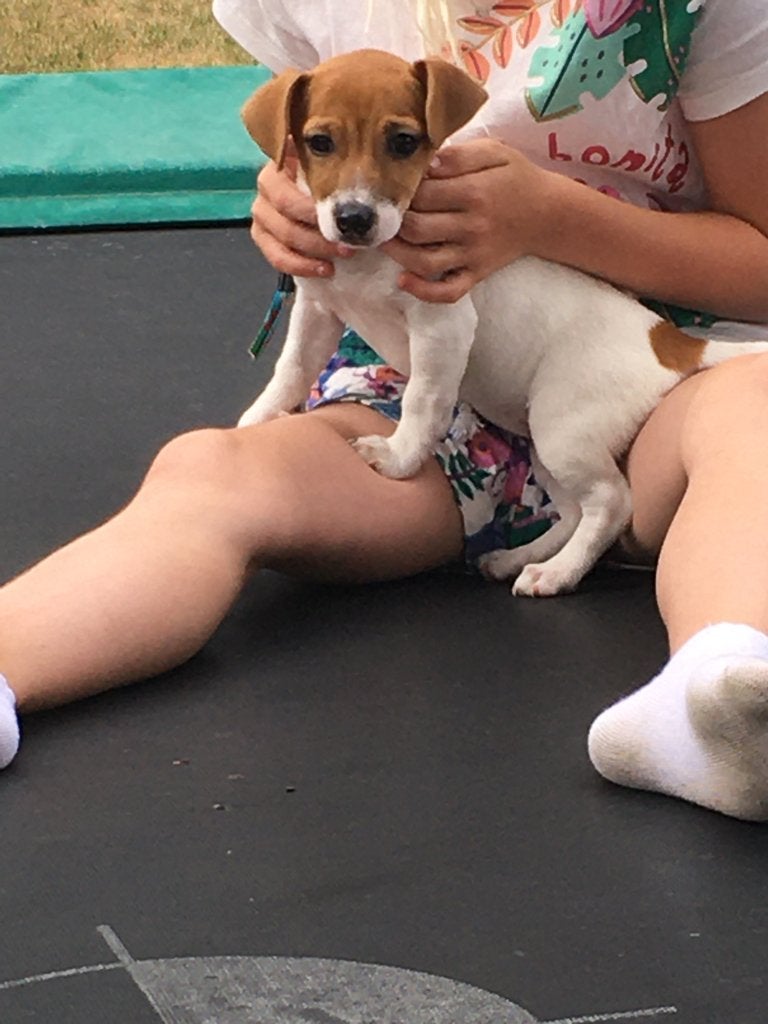 jack russell pup, Dieren en Toebehoren, Jack Russell Terriër, 8 tot 15 weken, Parvo, Meerdere