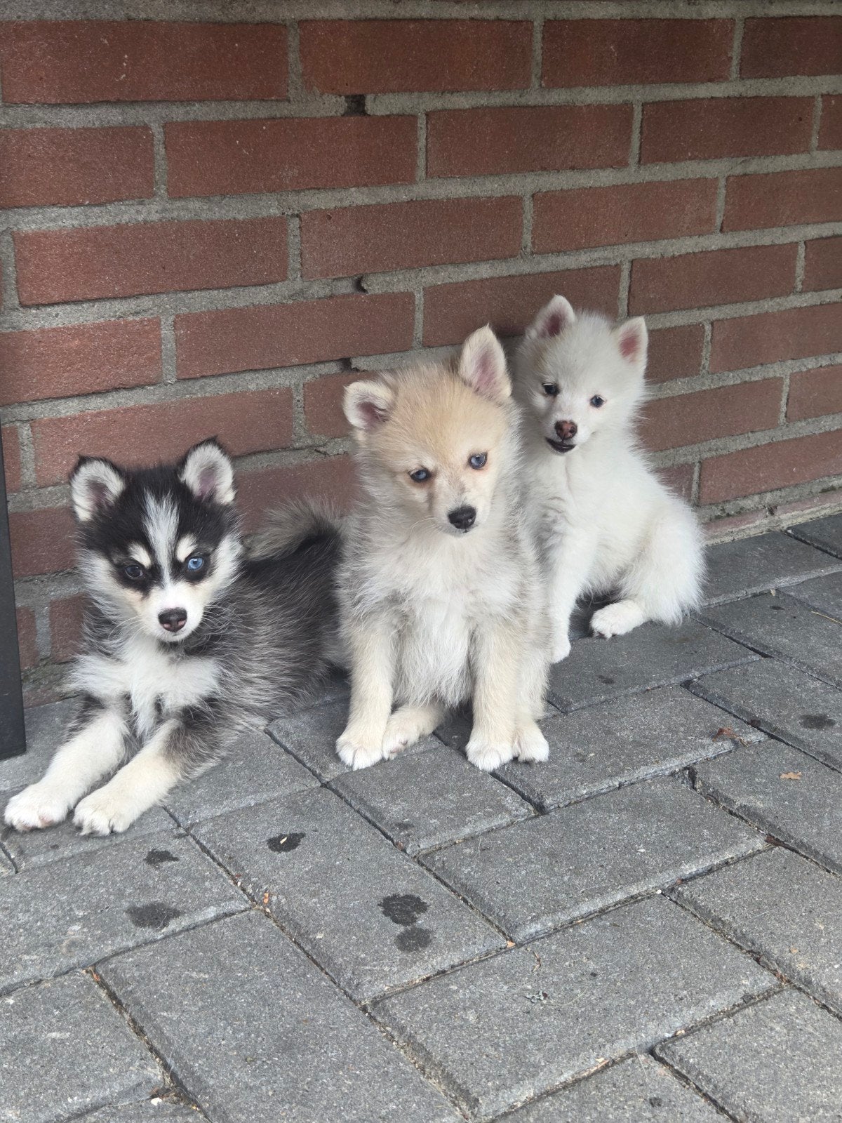 Pomeranian pups, Dieren en Toebehoren, Honden | Poolhonden, Keeshonden en Oertypen, Keeshond, 8 tot 15 weken, Meerdere, Meerdere dieren