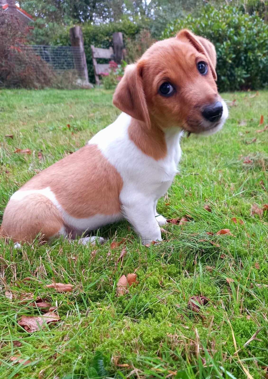 Jack Russel pups, Jack Russell Terriër, 8 tot 15 weken, CDV (hondenziekte), Meerdere
