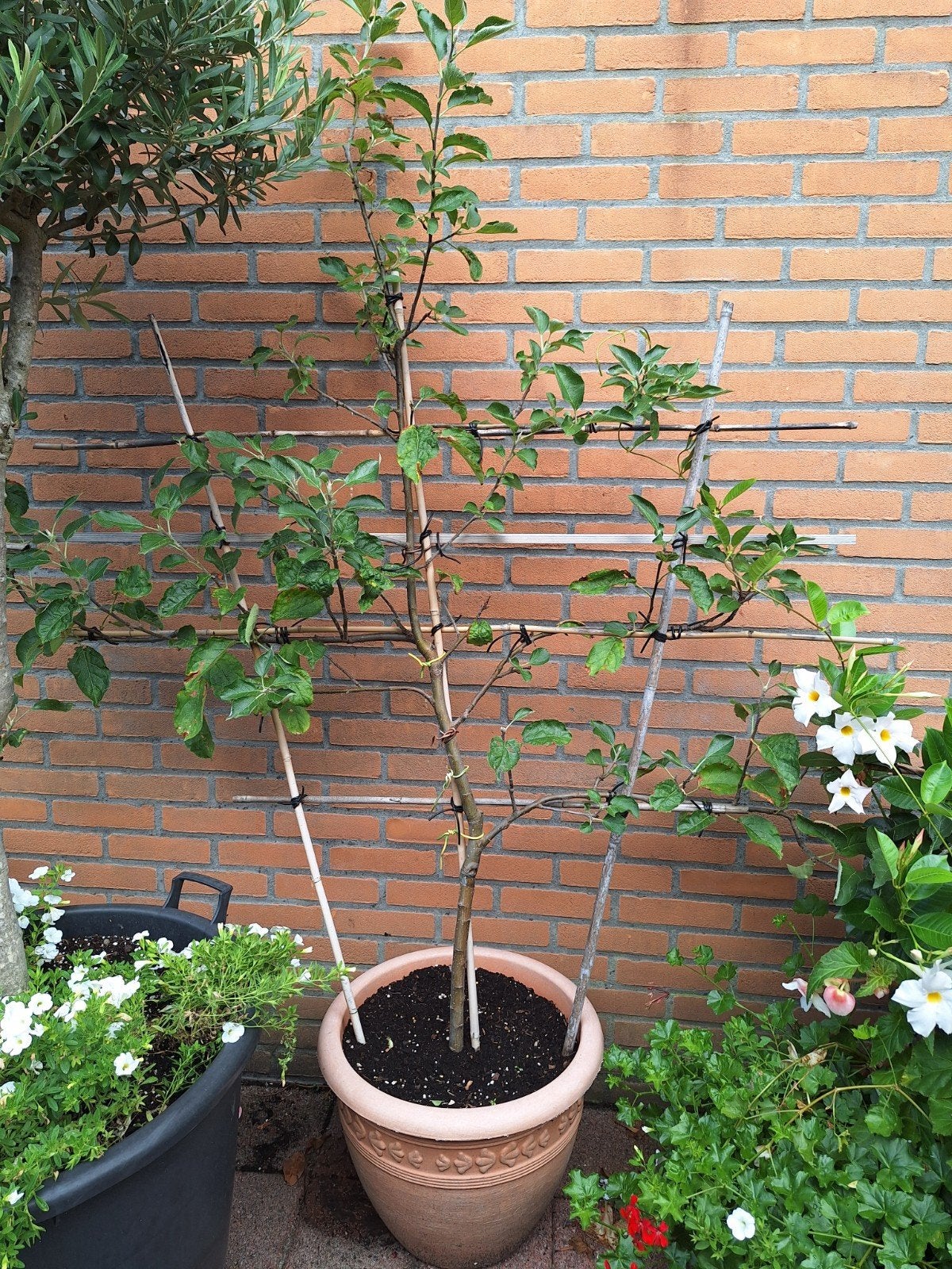 appelboom geleid, Tuin en Terras, Ophalen, Lente, Volle zon, Overige soorten