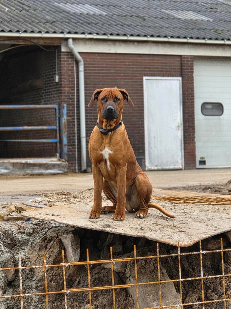 Dekreu Rhodesian Ridgeback x Boerboel, Reu, 1 tot 2 jaar, Parvo, Eén hond