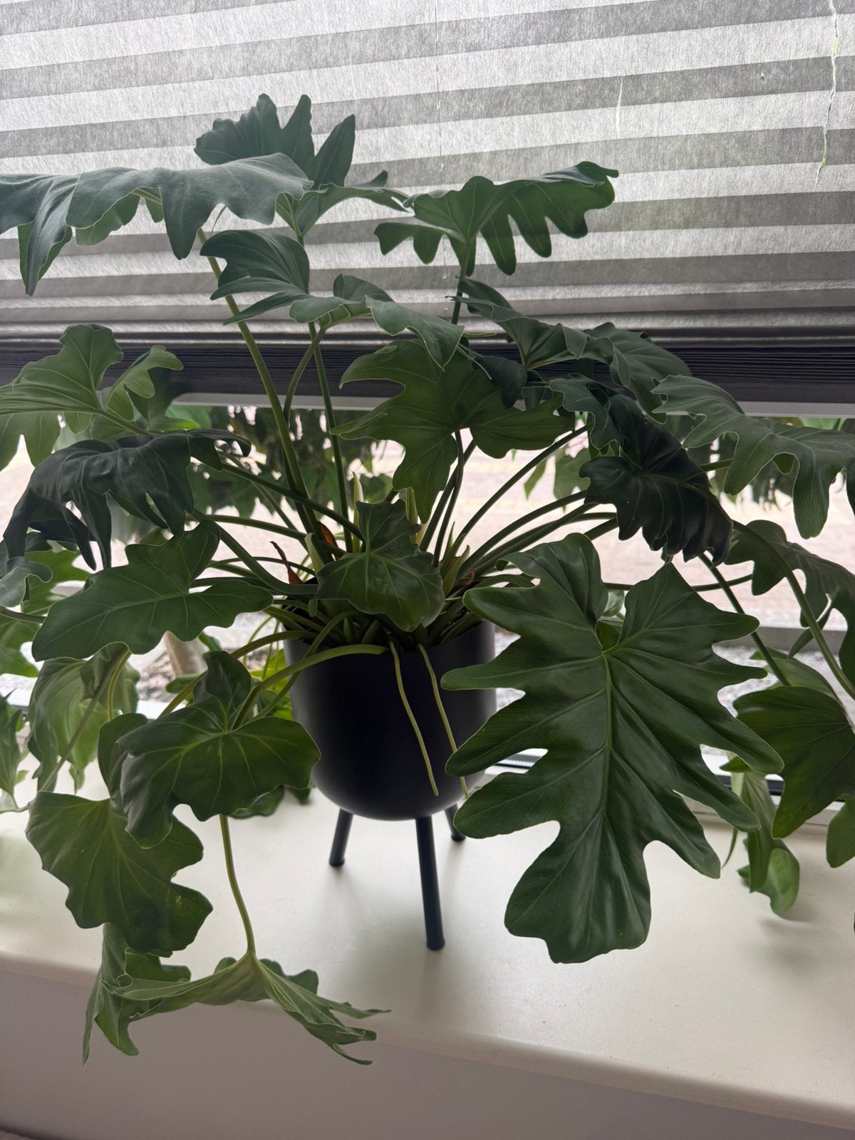 Grote volle Philodendron Xanadu incl. zwarte plantenpot, Ophalen, Halfschaduw, Minder dan 100 cm