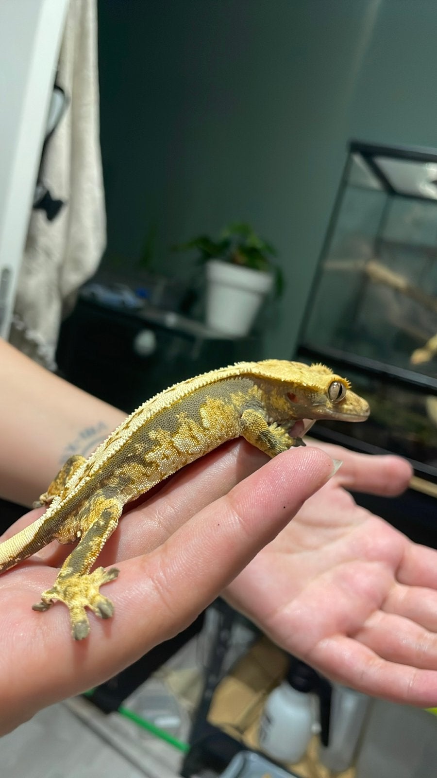 Wimper gekko Crested Gecko photo 2