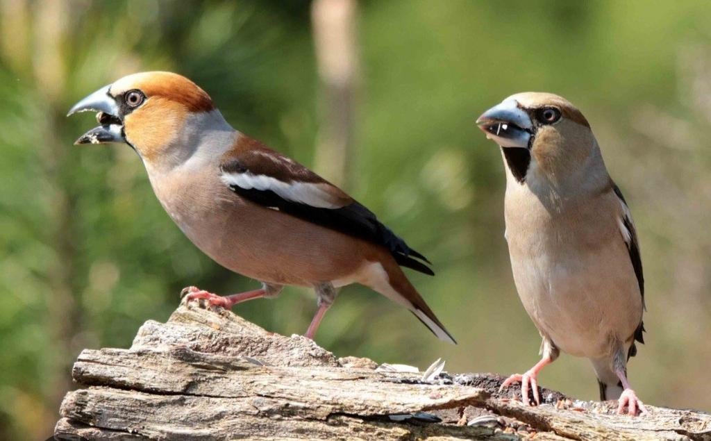 Appelvink  koppel, Meerdere dieren