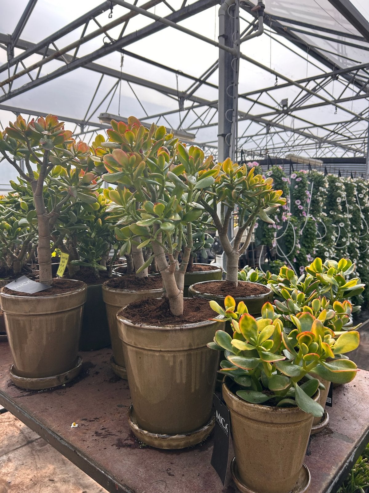 Crassula vetplanten: diverse soorten en maten, Volle zon, Vaste plant, Bloeit niet, Ophalen