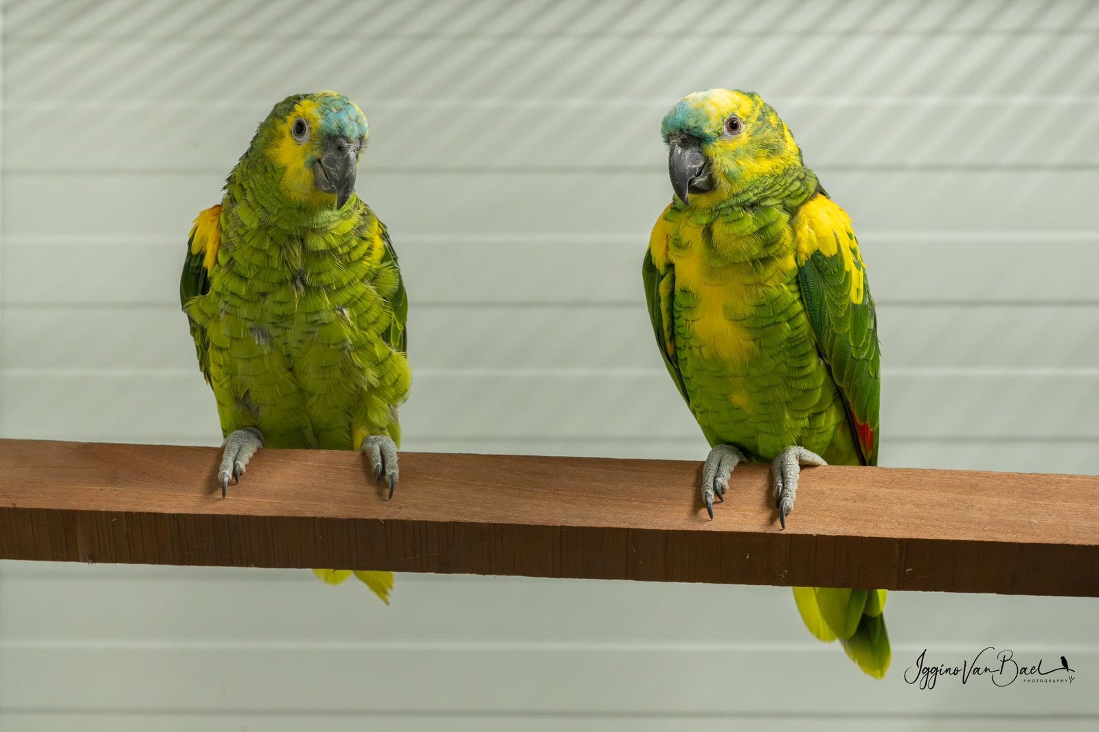 1-1 Geelschouder Blauwvoorhoofd Amazone, Dieren en Toebehoren, Meerdere dieren, Papegaai, Geringd
