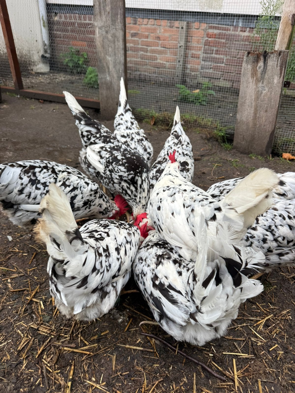 Kippen te koop, Vrouwelijk, Kip