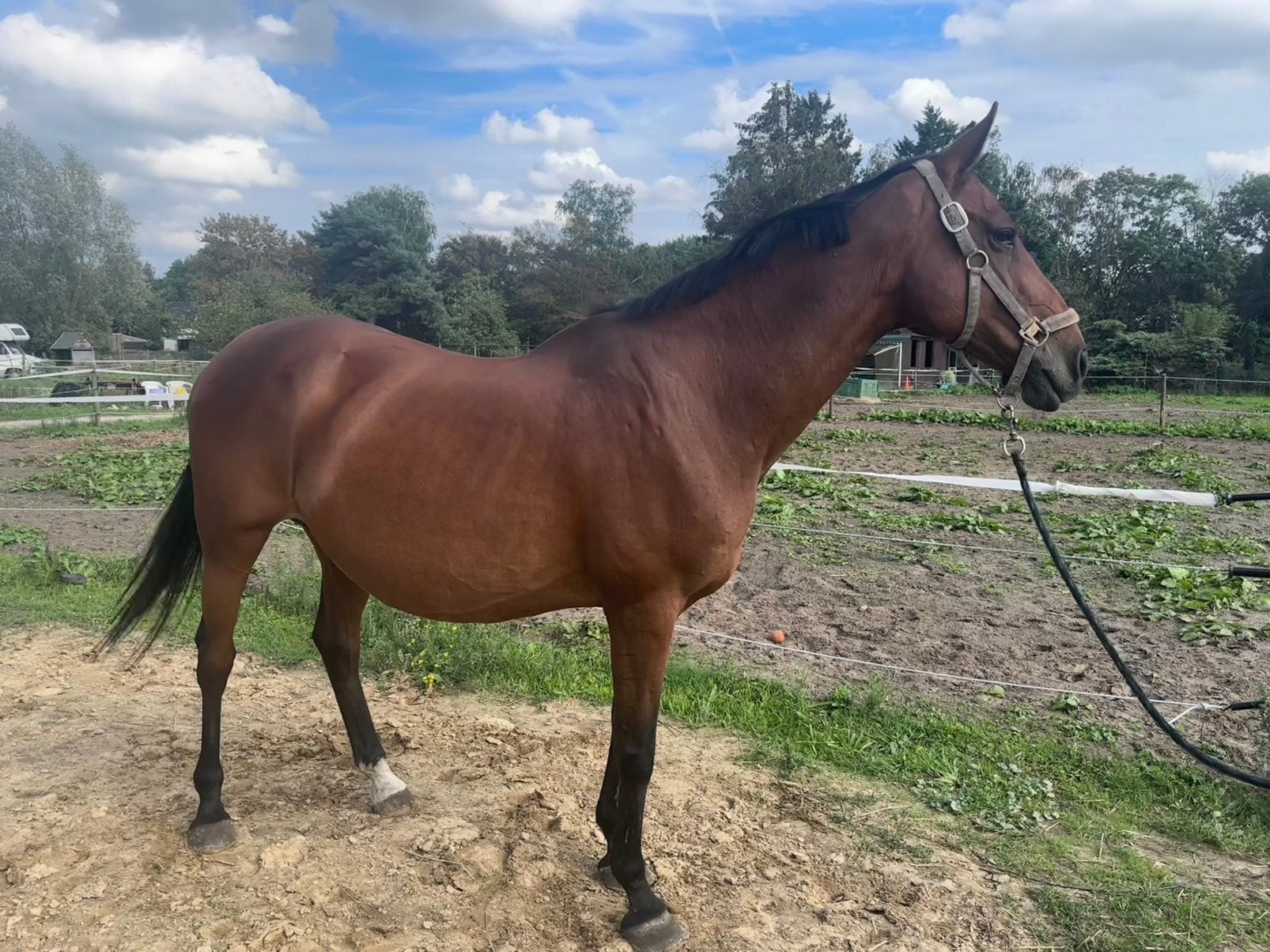 Kwpn ster merrie - fokmerrie te koop, Dieren en Toebehoren, Merrie, Springpaard, Met stamboom, L
