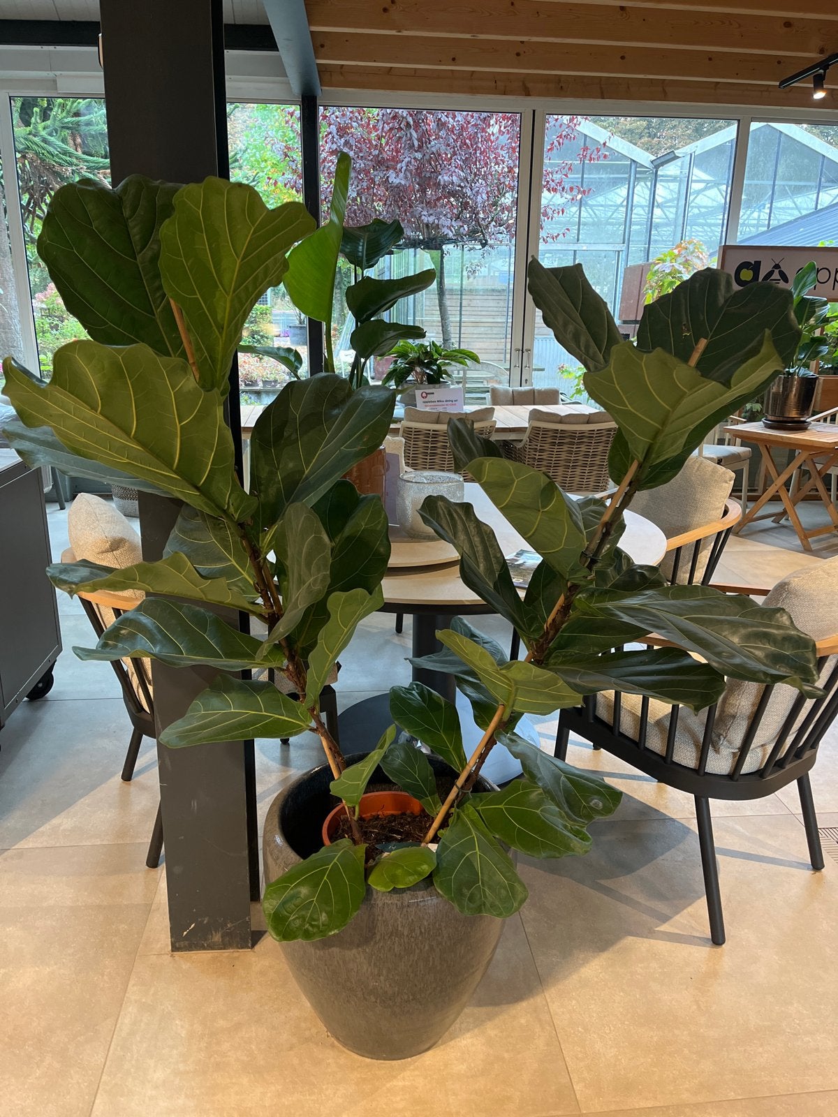 Grote Ficus Lyrata (Tabaksplant) - Luchtzuiverend, Huis en Inrichting, Ficus, 100 tot 150 cm, In pot, Groene kamerplant