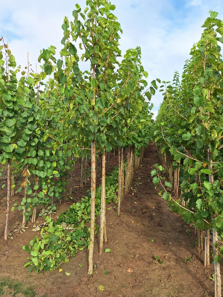 Corylus Colurna🌿 (boomhazelaar), Ophalen, Volle zon, Overige soorten