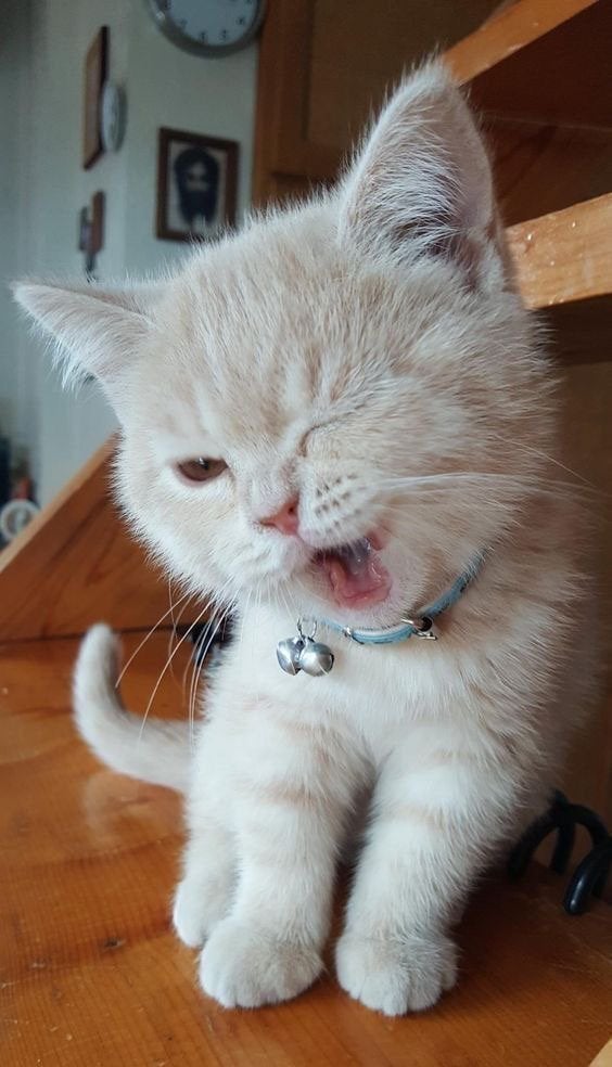 Betrouwbare kattenoppas regio Arnhem/Velp, Ophalen