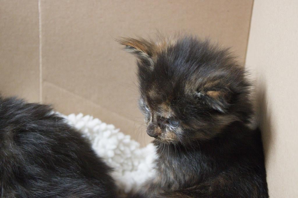 Maine coon kittens, Dieren en Toebehoren, Meerdere dieren, Gechipt, 0 tot 2 jaar