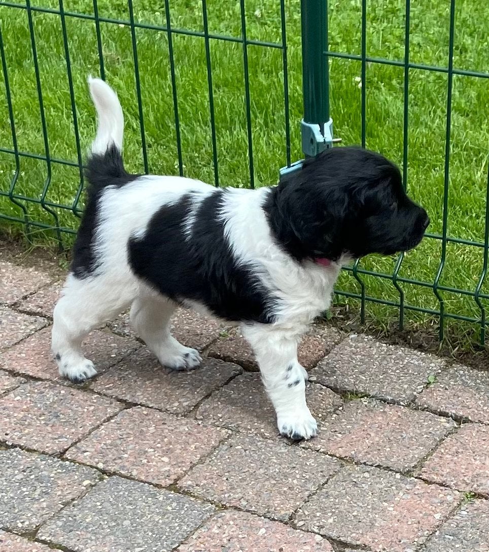 Friese Stabij  pup Raszuiver nog 1 TEEFJE, Dieren en Toebehoren, Parvo, 8 tot 15 weken, Teef, Eén hond