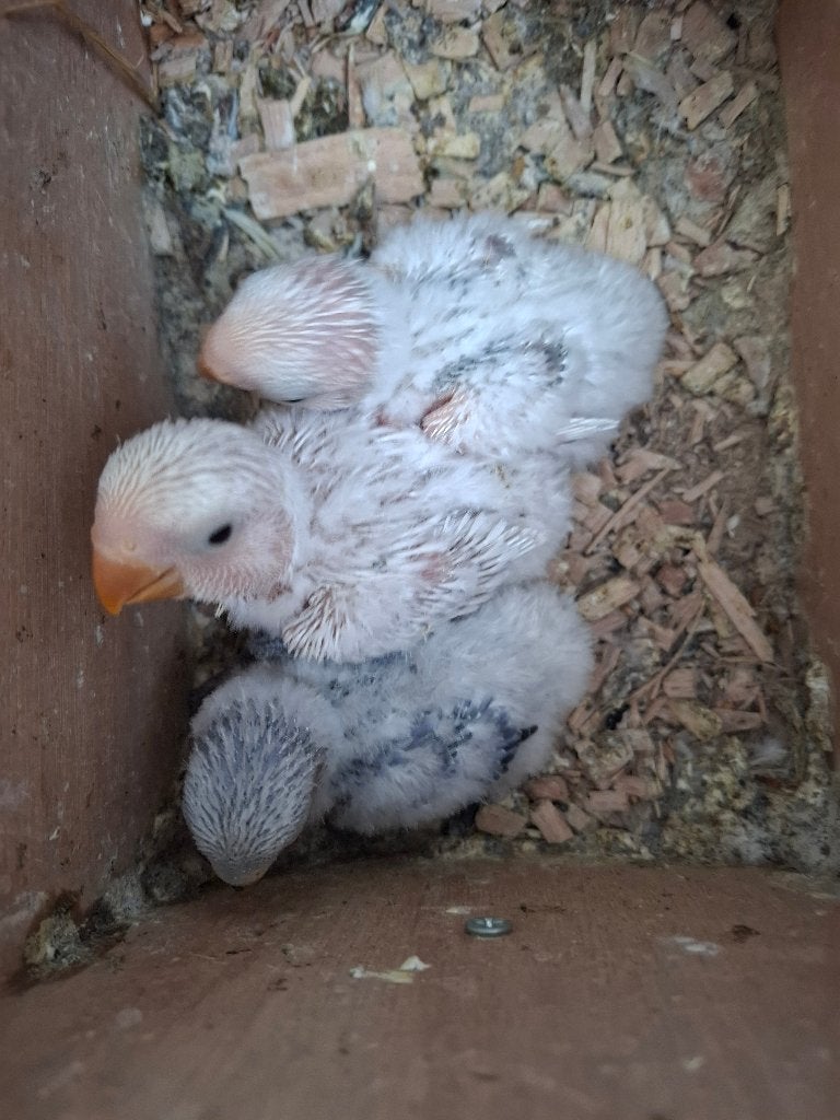 Agapornis roseicollie babys, Geslacht onbekend, Dwergpapegaai of Agapornis, Tam