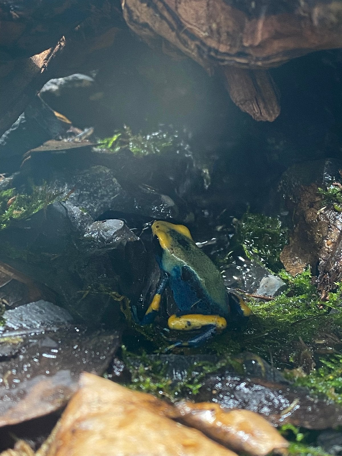 Pijlgifkikker Frog photo 2