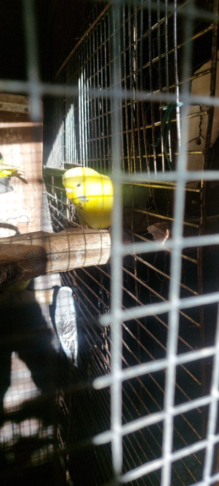 KOPPEL PARKIETEN TE KOOP, Dieren en Toebehoren, Meerdere dieren, Parkiet