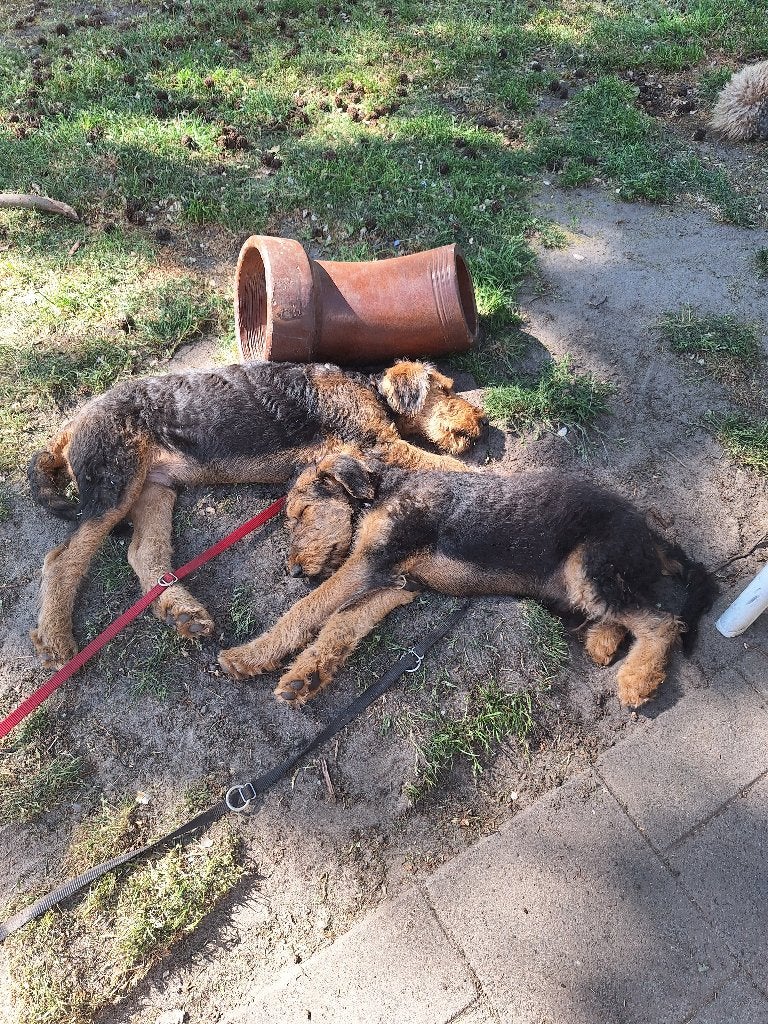AIREDALE TERRIER PUPS, 15 weken tot 1 jaar, Overige rassen, Parvo, Meerdere
