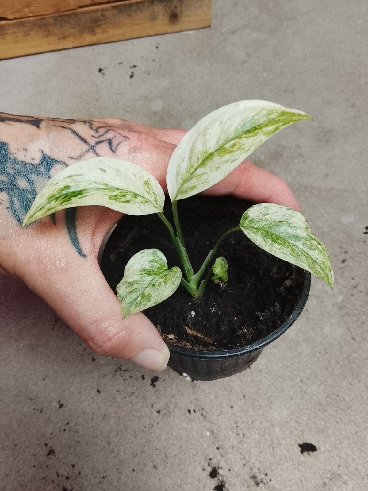 Monstera Laniata Mint plant, Ophalen of Verzenden, Halfschaduw, Minder dan 100 cm