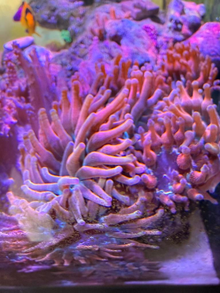 Entacmaea Quadricolor - tepelanemoon, Dieren en Toebehoren, Vissen | Aquariumvissen, Vis