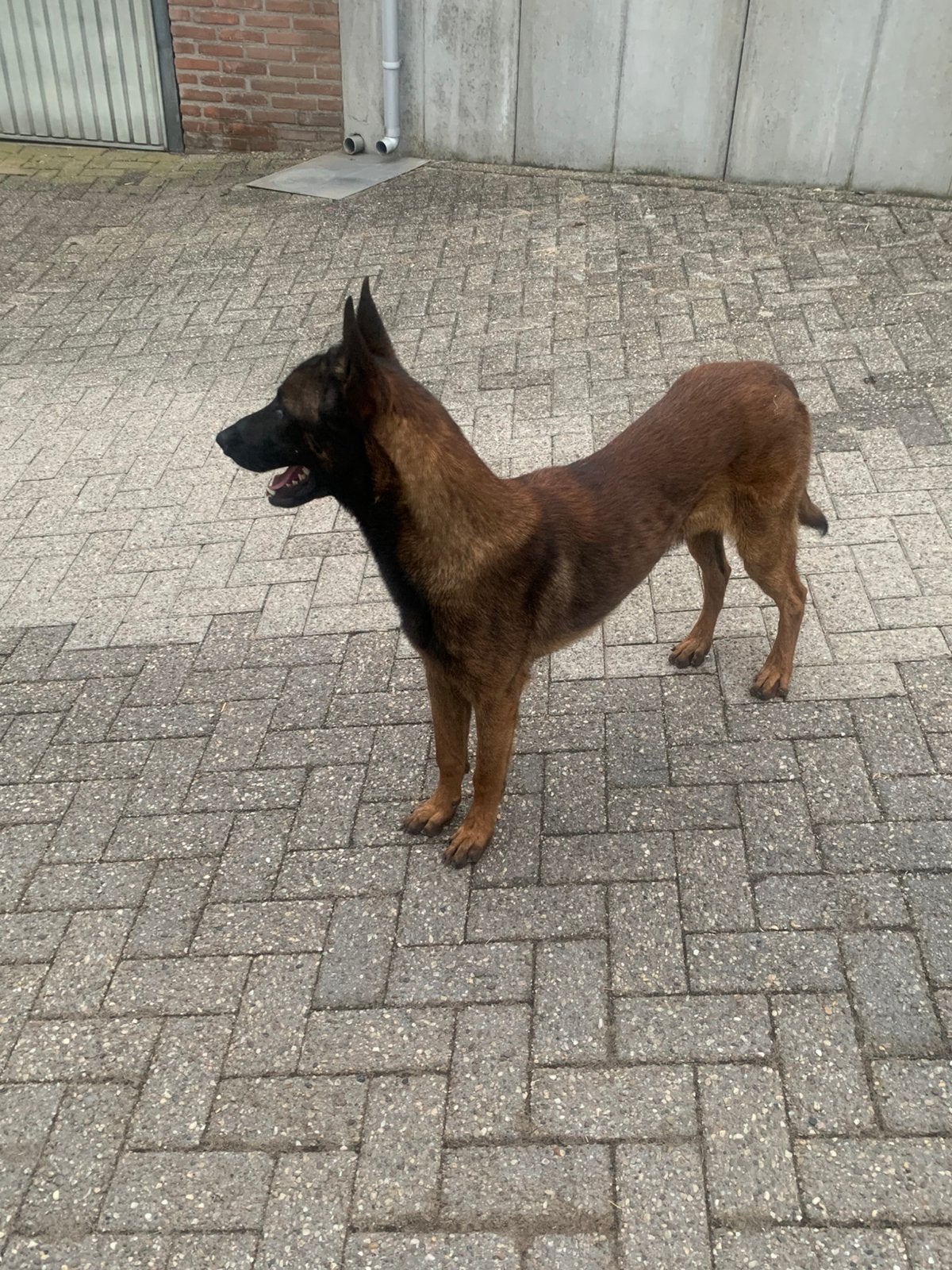 Mechelse herder reu, Dieren en Toebehoren, Honden | Herdershonden en Veedrijvers, 15 weken tot 1 jaar, Reu, CDV (hondenziekte)