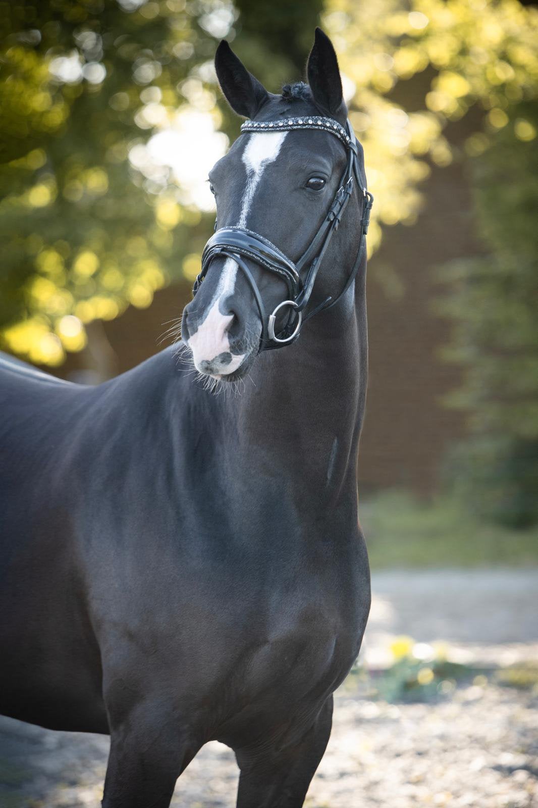 Knappe superleuke 4,5 jarige merrie, Dieren en Toebehoren, Merrie, Dressuurpaard, 3 tot 6 jaar, L
