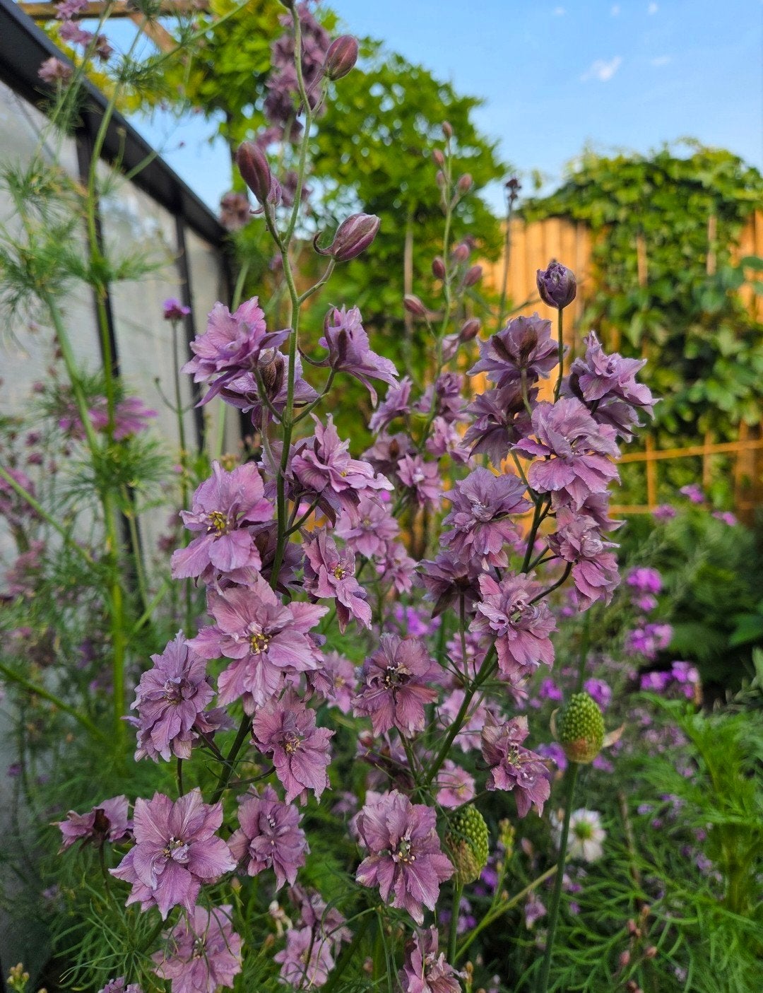Zaden ridderspoor: Delphinium misty lavender, Tuin en Terras, Ophalen of Verzenden, Volle zon