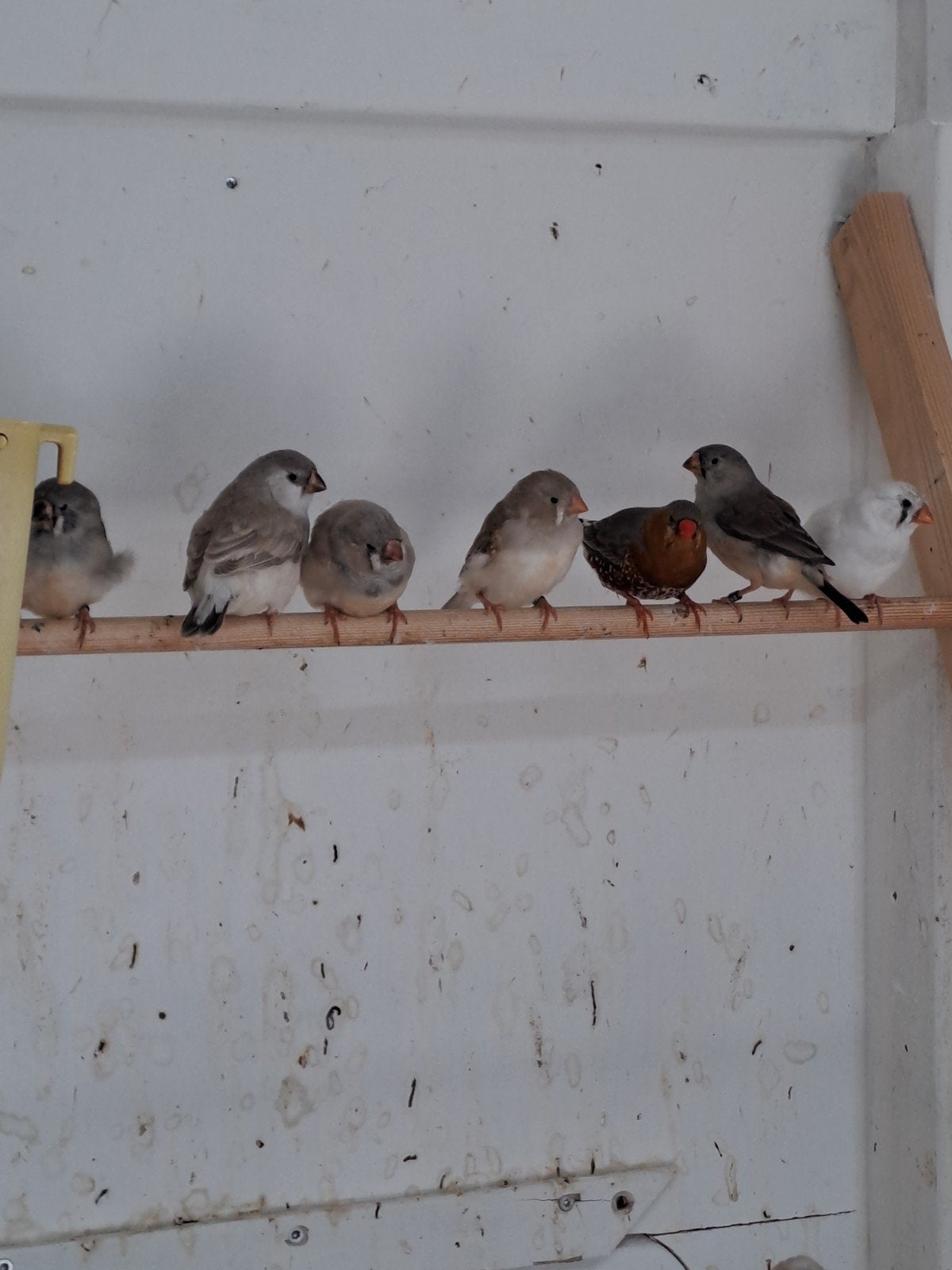 Zebravinken div kleurslagen, Meerdere dieren, Geringd
