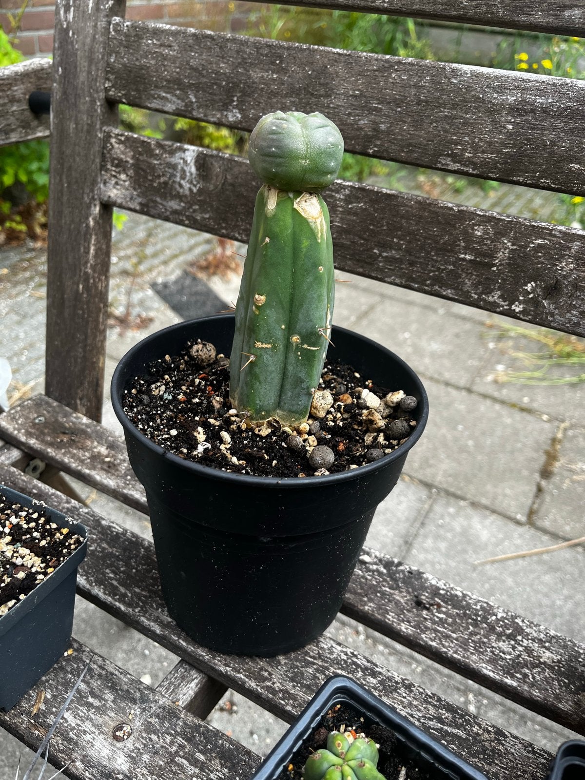 Peyote cactus grafted on trichocereus rootstock, Ophalen of Verzenden, Cactus, Volle zon, Minder dan 100 cm