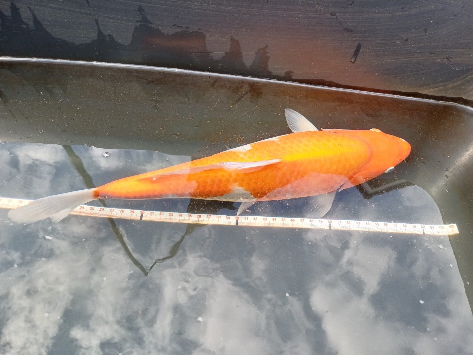 Japanse koi, Dieren en Toebehoren, Karper of Koi