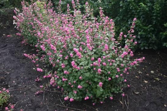 Symphoricarpos magic berry, leverbaar in P9 en C2, Bodembedekkers, Vaste plant, Ophalen of Verzenden, Halfschaduw