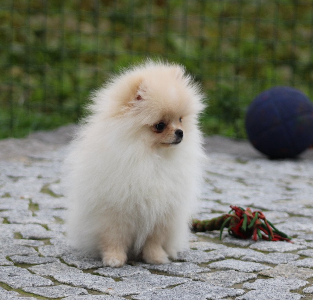 Pomeriaan pup, België, Keeshond, CDV (hondenziekte), 8 tot 15 weken