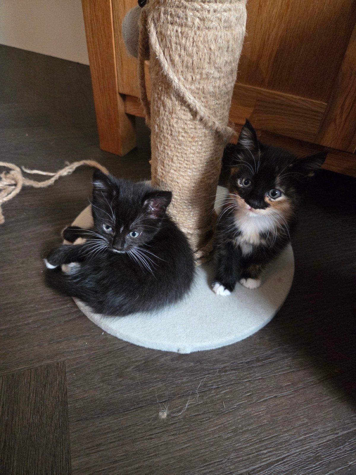 lieve kittens, Dieren en Toebehoren, Meerdere dieren, Kortharig, 0 tot 2 jaar