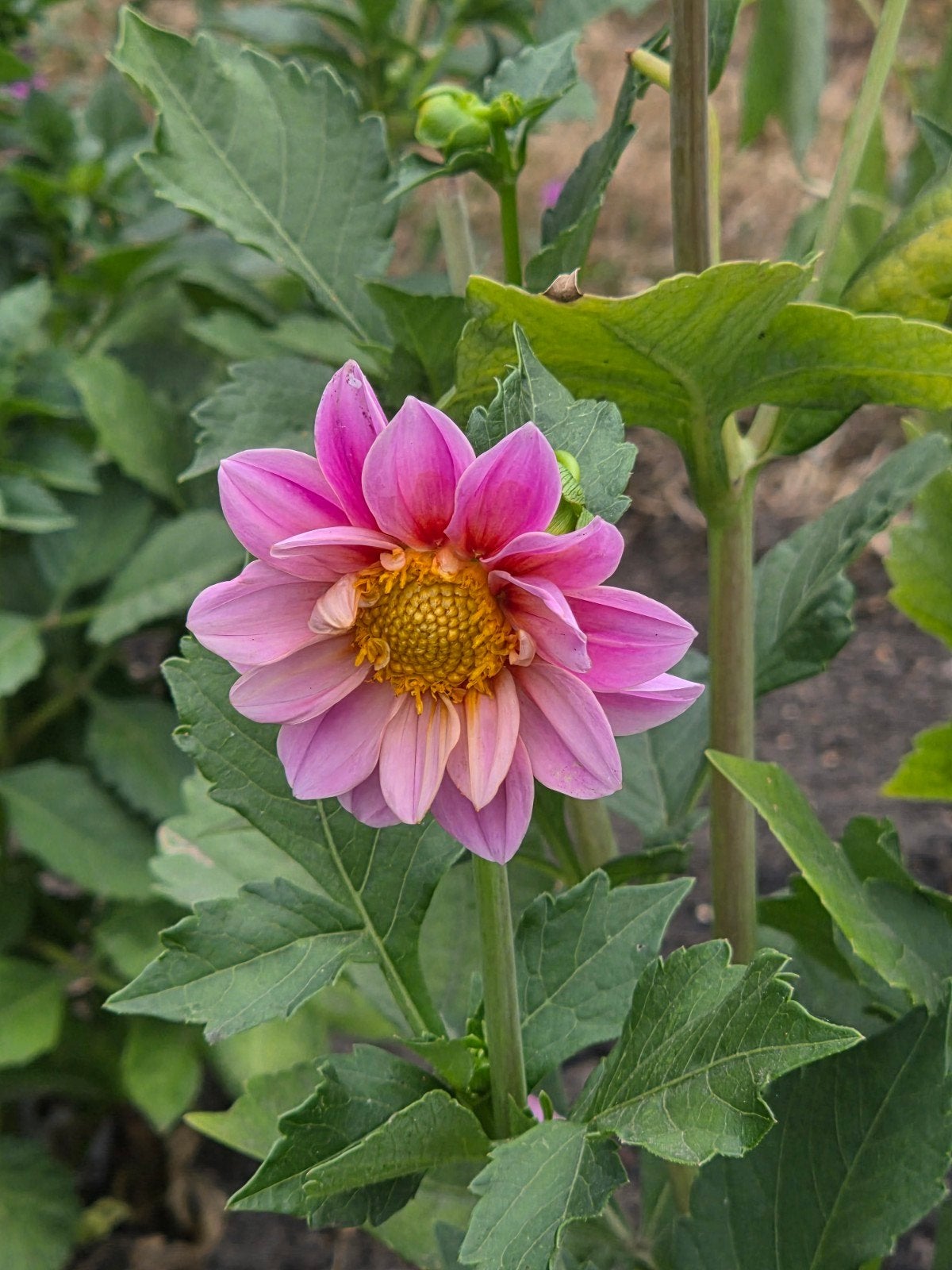 Enkele dahlia s te koop, Tuin en Terras, Bloembollen en Zaden, Knol, Volle zon, Ophalen