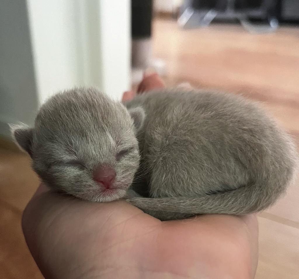 Kittens, Dieren en Toebehoren, Katten en Kittens | Raskatten | Korthaar, Meerdere dieren, Ontwormd, 0 tot 2 jaar