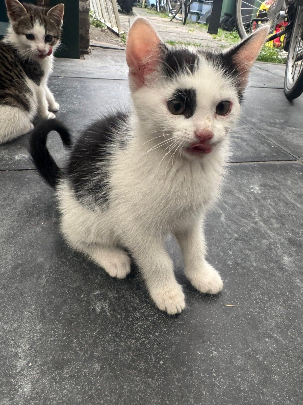 Kittens mogen weg, Dieren en Toebehoren