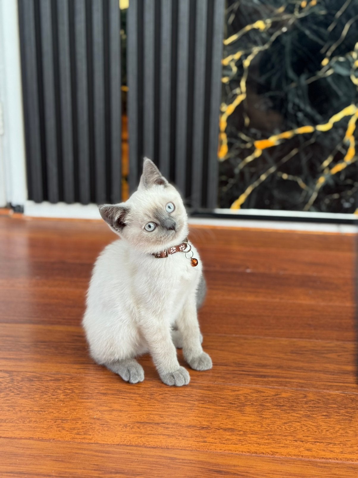 Britse Korthaar kittens blue point, Meerdere dieren, Ontwormd, 0 tot 2 jaar